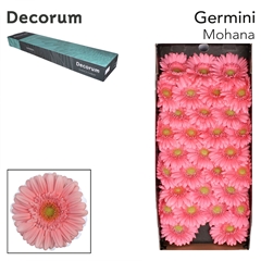 Gerbera Mini Green Center Mohana+ 45cm 7cm Hd