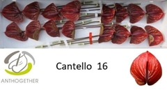 Anthurium Cantello 11cm Hd