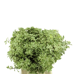 Pittosporum Nigra Per Bunch 40cm PORTUGALpp