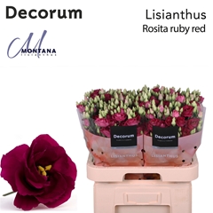 Eustoma Double Rosita Red 70cm