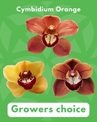 Cymbidium Orange 60cm