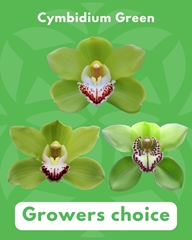 Cymbidium Green 60cm