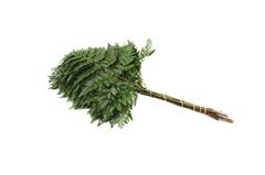 Rumohra Adi Lederfarn Per Bunch 55cm BUNCHpp