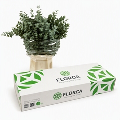 Eucalyptus Cinerea Per Bunch 70cm 200gr. BOXpp