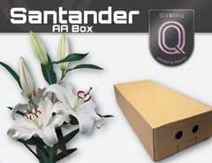 Lily Oriental Santander 90cm 4+