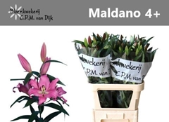 Lily Oriental Maldano 90cm 4+
