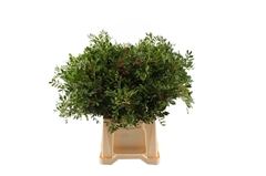 Pistacia Leaf Per Bunch 50cm