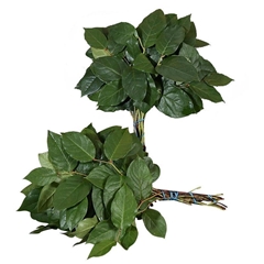 Gaultheria Shallon Salal Per Bunch 30cm Baby BUNCHpp