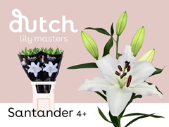 Lily Oriental Santander 90cm 4+
