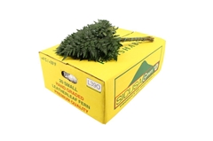 Rumohra Adi Lederfarn Per Bunch 35cm BUNCHpp