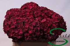 Hydrangea Dark Ruby 50cm 12-14cm Hd