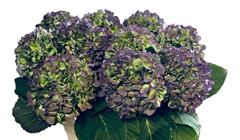 Hydrangea Verena Blue Classic 80cm 21-23cm Hd