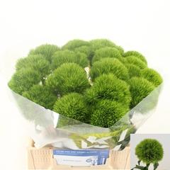 Dianthus Barb Kiwi Mellow 40cm