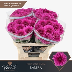 Chrysanth Single Lamira 70cm 80gr.
