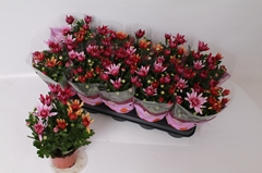 Chrysanth Mix 12Ø 26cm