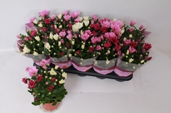 Chrysanth Mix 12Ø 26cm