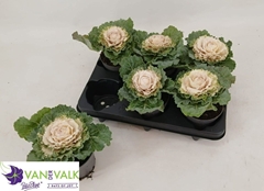 Brassica Oleracea 10Ø 16cm