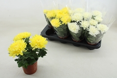 Chrys Kena Gem 12Ø 25cm