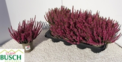Calluna Garden Girls Franca 12Ø 26cm