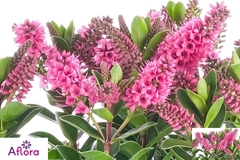 Hebe All Blooms Samiri Pink 10Ø 20cm