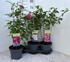 Hibiscus Syriacus 19Ø 60cm