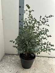 Eucalyptus Urnigera 23Ø 65cm