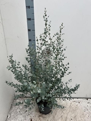 Eucalyptus Gunnii Blue Ice 23Ø 100cm