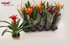 Bromelia Mix 12Ø 45cm