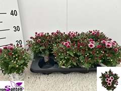 Chrysanthemum Podium Pink Bicolor 12Ø 24cm