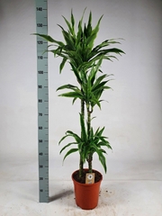 Dracaena Lemon Lime 24Ø 140cm