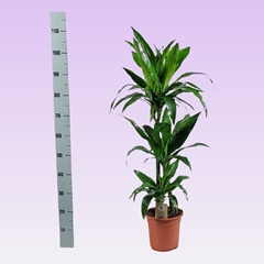 Dracaena Janet Craig 21Ø 110cm