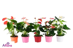 Anthurium Mix 10Ø 30cm