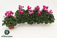 Cyclamen Super Serie Compact Fuji 10Ø 25cm