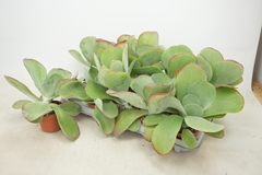 Kalanchoe Red Lips 10Ø 17cm