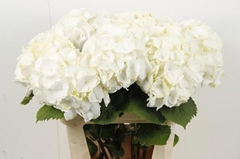 Hydrangea White Verena 80cm 16-18cm Hd