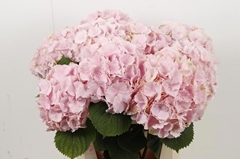 Hydrangea Verena 80cm 17-19cm Hd