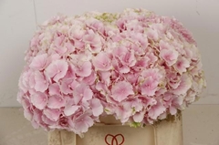 Hydrangea Verena 50cm 13-15cm Hd