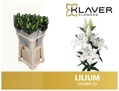 Lily Oriental Severn 85cm 3+