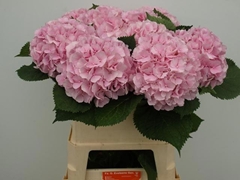 Hydrangea Verena 80cm 19-21cm Hd