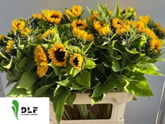 Helianthus Sunrich Orange 80cm 5cm Hd