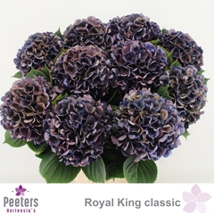 Hydrangea Royal King Classic 65cm 16-18cm Hd