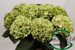 Hydrangea Verena Classic 60cm 17-19cm Hd