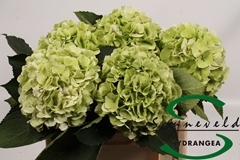 Hydrangea Verena Classic 40cm 15-17cm Hd