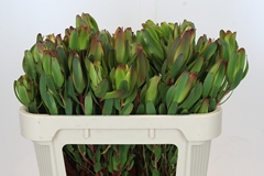 Leucadendron Laurel Yellow 70cm Spray