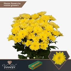 Chrysanth Spray Baltica Yellow 70cm 90gr.