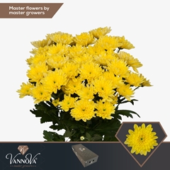 Chrysanth Spray Baltica Yellow 70cm 90gr.