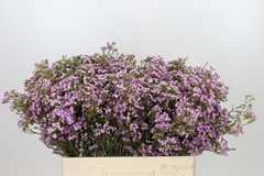 Chamelaucium Pirouette 55cm 15gr.