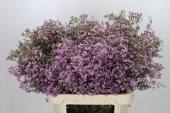 Chamelaucium Pirouette 80cm 60gr.
