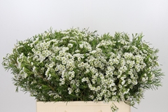 Chamelaucium Grace 55cm 15gr.