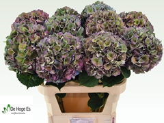 Hydrangea Royal Crown Classic 80cm 22-24cm Hd